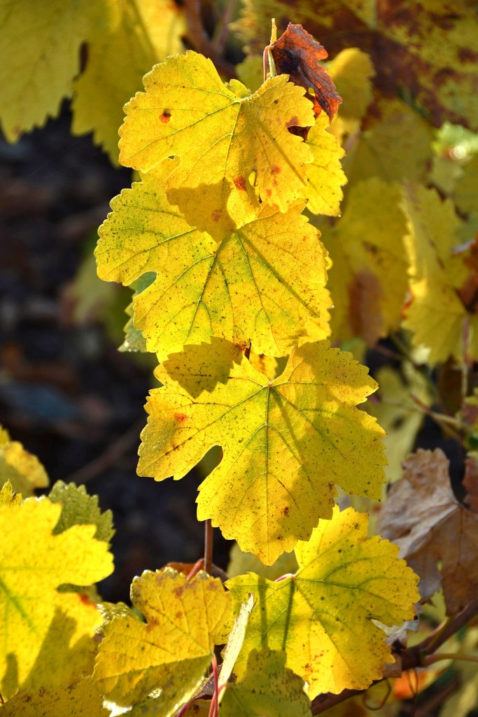 Hojas amarillas de vides de Cacabelos, El Bierzo, León, Castilla y León, España.
