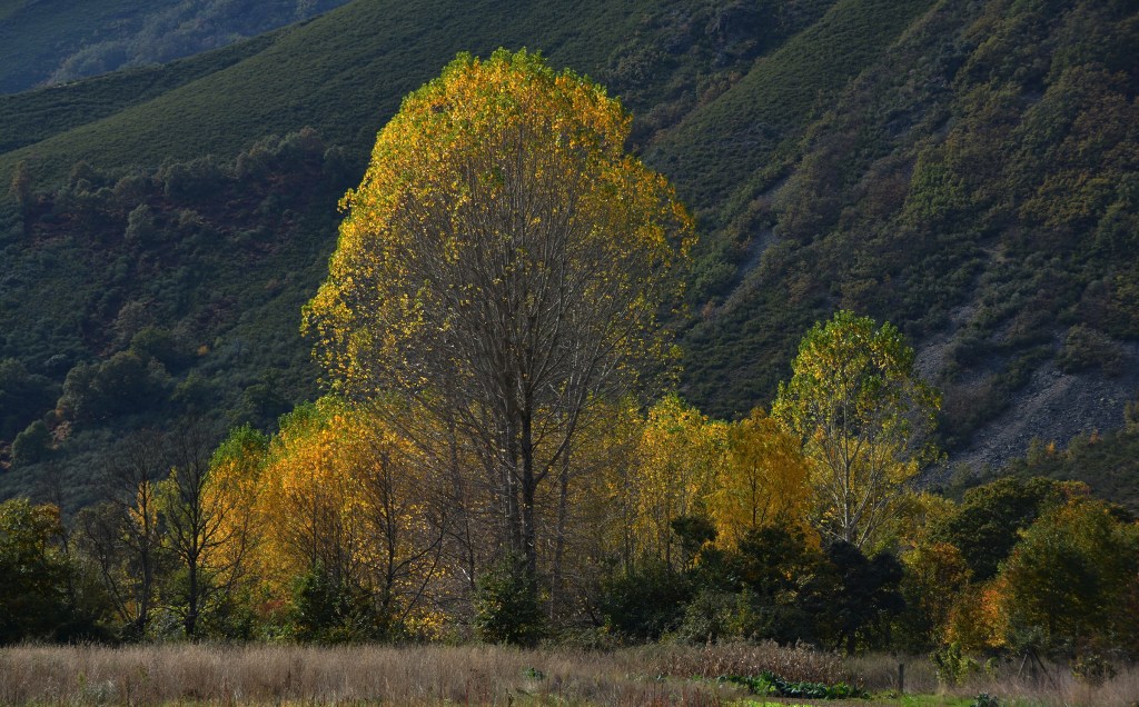Álamos amarillos con fondo verde de los brezos de una de las laderas cercanas a Burbia, Vega de Espinareda, El Bierzo, León, Castilla y León, España.