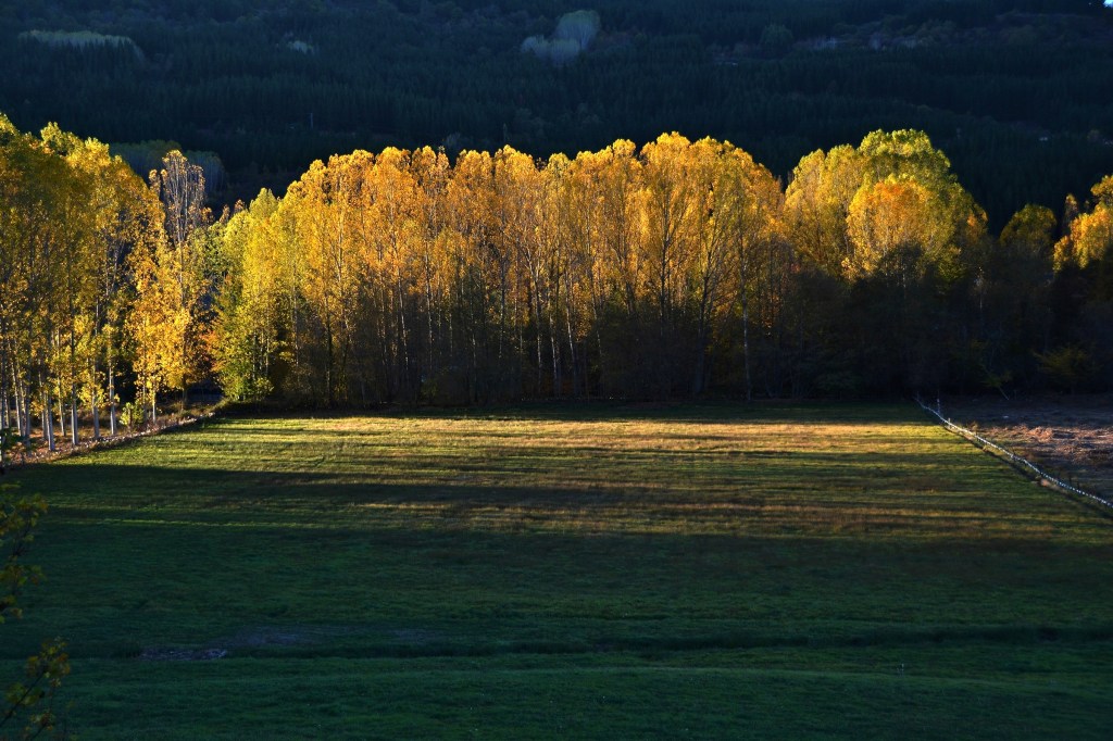 Masa de álamos en el inicio del otoño en las inmediaciones de Vega de Espinareda, El Bierzo, León, Castilla y León, España.