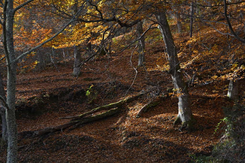 Bosque de castaños durante la estación otoñal en Pobladura de Somoza, Villafranca del Bierzo, El Bierzo, León, Castilla y León, España.