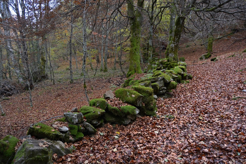 Muro de piedras cubierto de musgo en el Hayedo de Busmayor, Busmayor, Barjas, El Bierzo, León, Castilla y León, España.