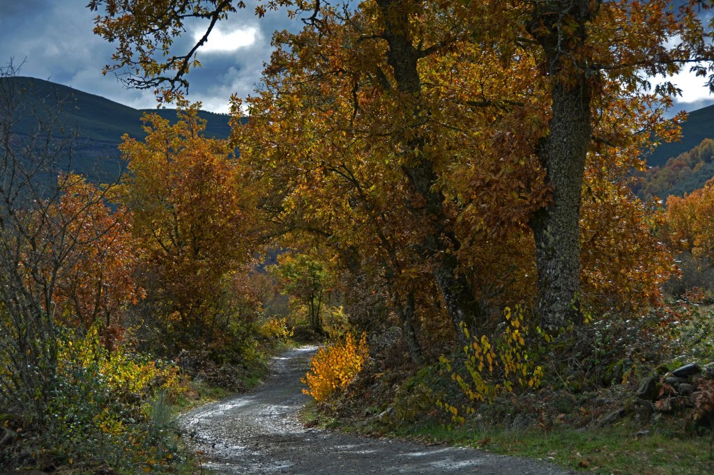 Paseo otoñal entre Burbia y Aira da Pedra, Villafranca del Bierzo, El Bierzo, León, Castilla y León, España.
