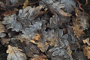 Hojas de roble tras una helada nocturna en Pobladura de Somoza, Villafranca del Bierzo, El Bierzo, León, Castilla y León, España.