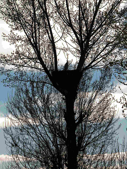 Cigüeña en estado de alerta ante un posible enemigo que maneja un artefacto que se lleva a los ojos en las cercanías de Magaz de Arriba, Arganza, El Bierzo, León, Castilla y León, España.