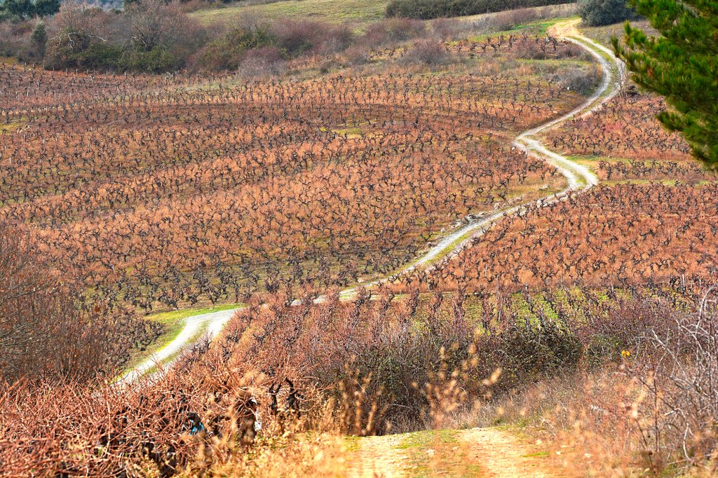 Entre viñedos en las inmediaciones de Otero de Villadecanes, Toral de los Vados, El Bierzo, León, Castilla y León, España.