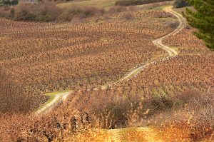 Camino entre viñedos en las inmediaciones de Otero de Villadecanes, Toral de los Vados, El Bierzo, León, Castilla y León, España.
