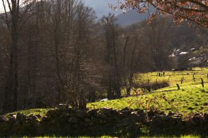 La pareja de la fotografía anterior una vez finalizada la arriesgada tarea de vuelta a su aldea de Suertes, Valle de Ancares, Ancares, El Bierzo, León, Castilla y León, España.