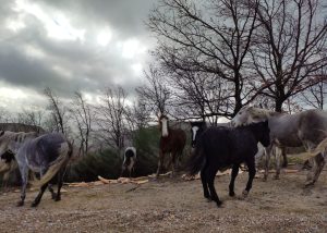 Caballos en libertad en las cercanías de Campo del Agua, Villafranca del Bierzo, Ancares, El Bierzo, León, Castilla y León, España.