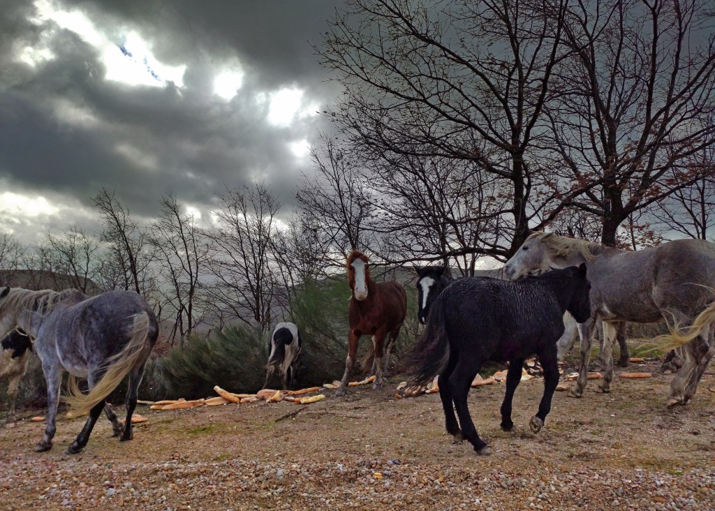 Caballos en libertad en las cercanías de Campo del Agua, Villafranca del Bierzo, Ancares, El Bierzo, León, Castilla y León, España.