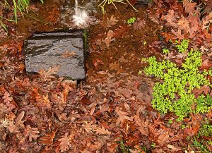 LUGAR: Camino de Burbia a Campo del Agua - Villafranca del Bierzo - El Bierzo - León.