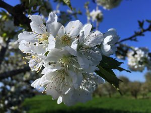 Flores de cerezo en Cacabelos, El Bierzo, León, Castilla y León, España.