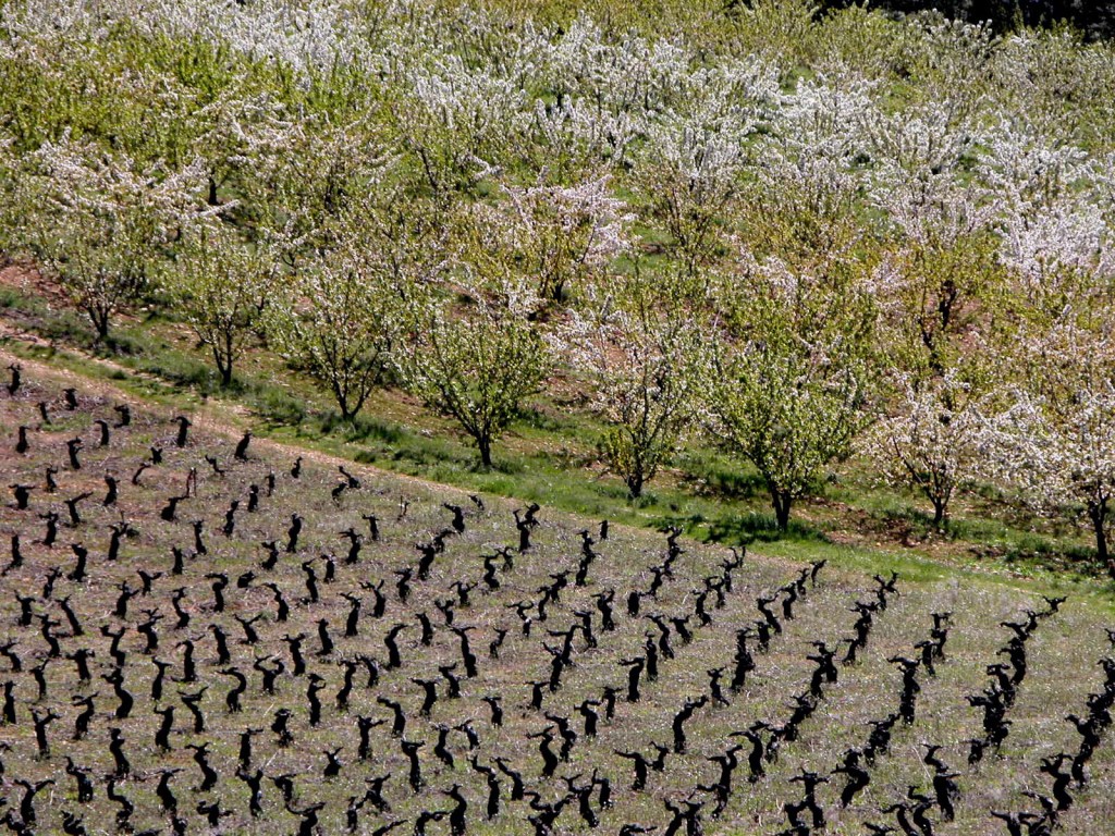 Frutales en flor y vides dormidas en Arganza, El Bierzo, León, Castilla y León, España.