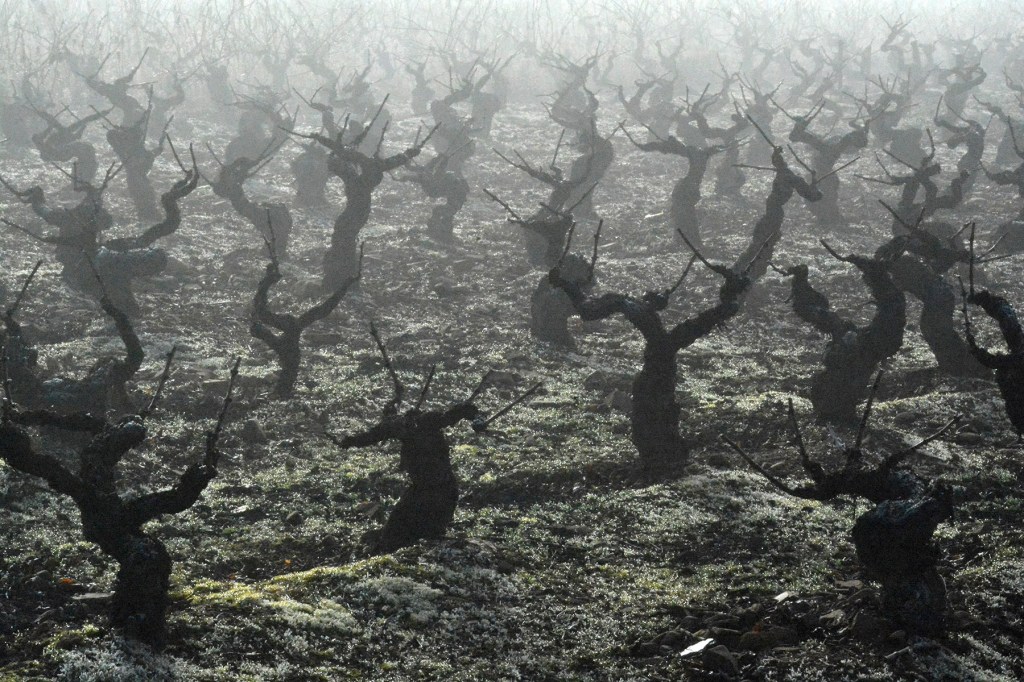 Vides entre la niebla que cubre Cacabelos, El Bierzo, León, Castilla y León, España.