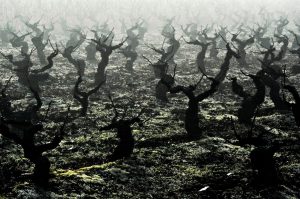 Vides entre la niebla que cubre Cacabelos, El Bierzo, León, Castilla y León, España.