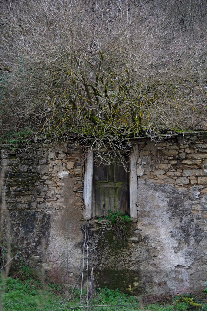 Casa sin escaleras y árbol en su tejado en Las Herrerías, Vega de Valcarce, El Bierzo, León, Castillas y León, España.