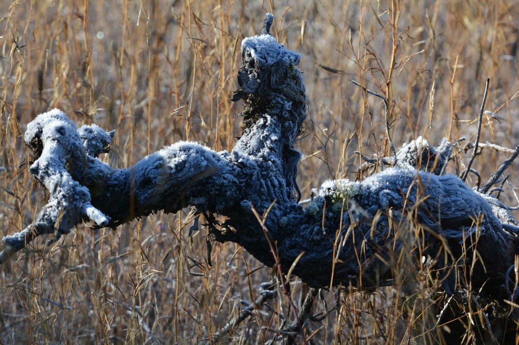 Cepa dormida durante el periodo invernal en Cacabelos, El Bierzo, León, Castilla y León, España.