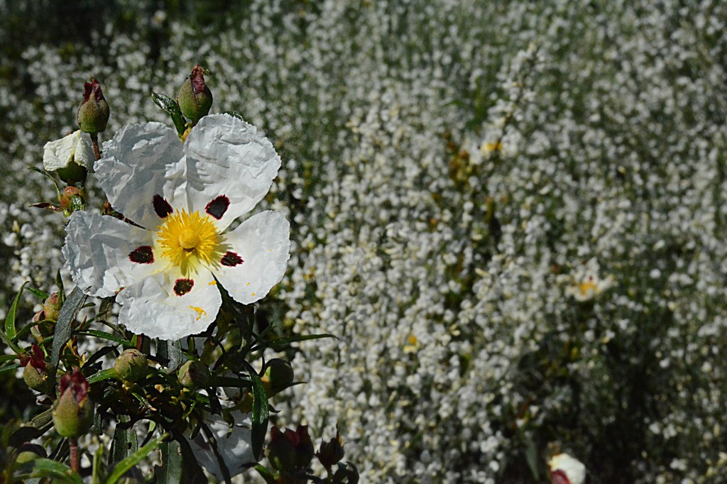 Flor de jara y brezos en flor en una zona cercana a Pobladura de Somoza, Villafranca del Bierzo, El Bierzo, León, Castilla y León, España.