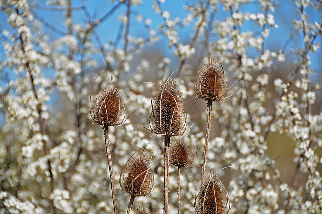 Cardos secos y flores blancas en Cacabelos, El Bierzo, León, Castilla y León, España.