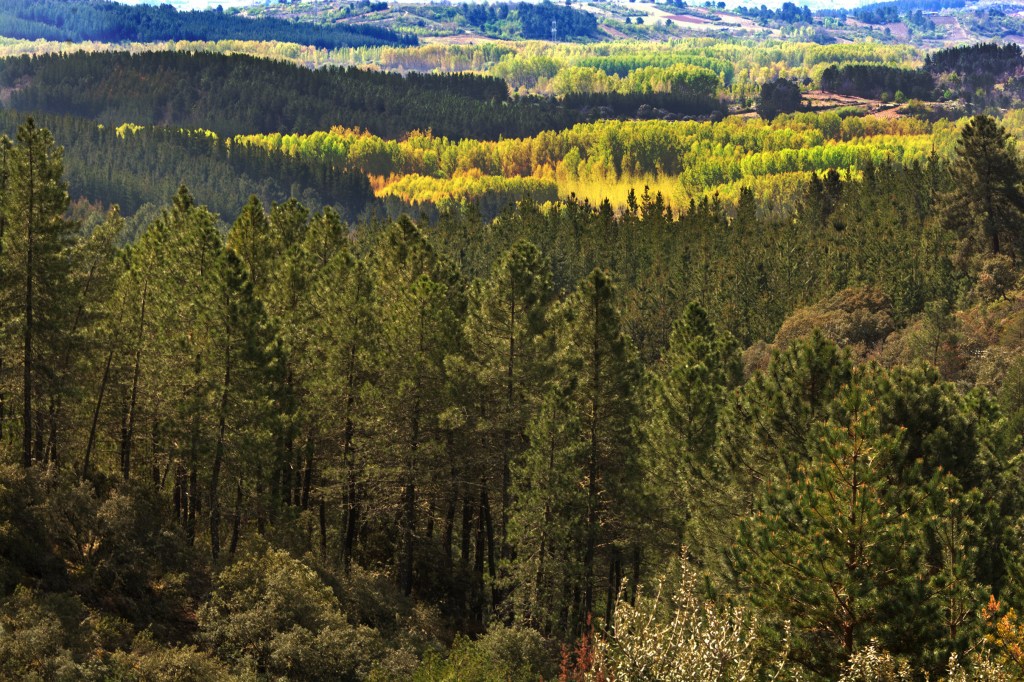 En las cercanías de Arganza, El Bierzo, León, Castilla y León, España.