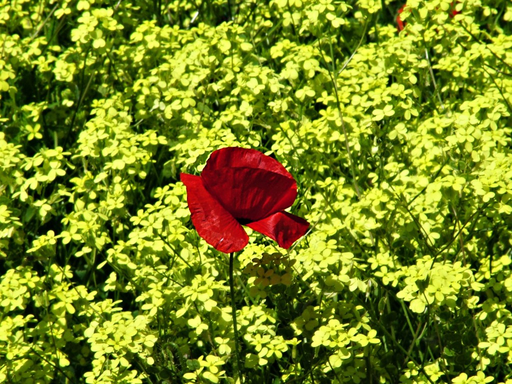 Amapola y flores amarillas en Arborbuena, Cacabelos, El Bierzo, León, Castilla y león, España.A