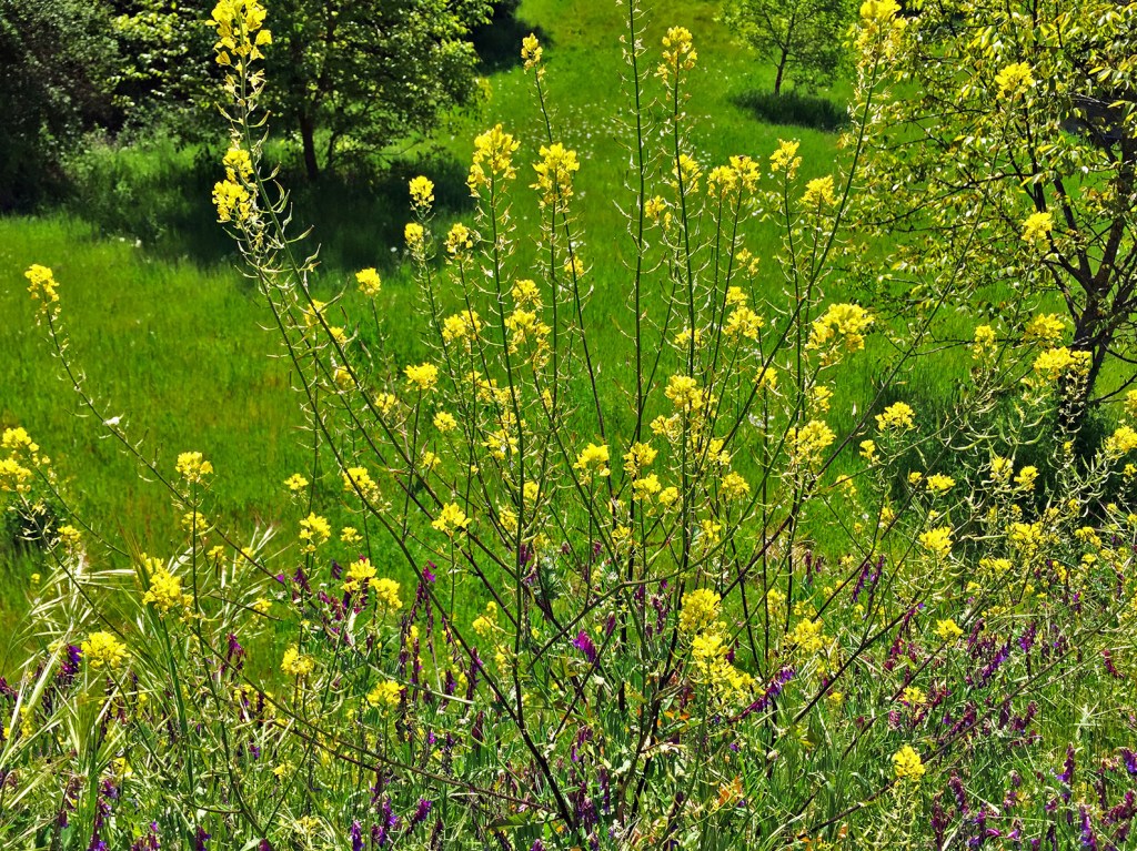 Flores en los prados, Cacabelos, El Bierzo, León, Castilla y León, España.