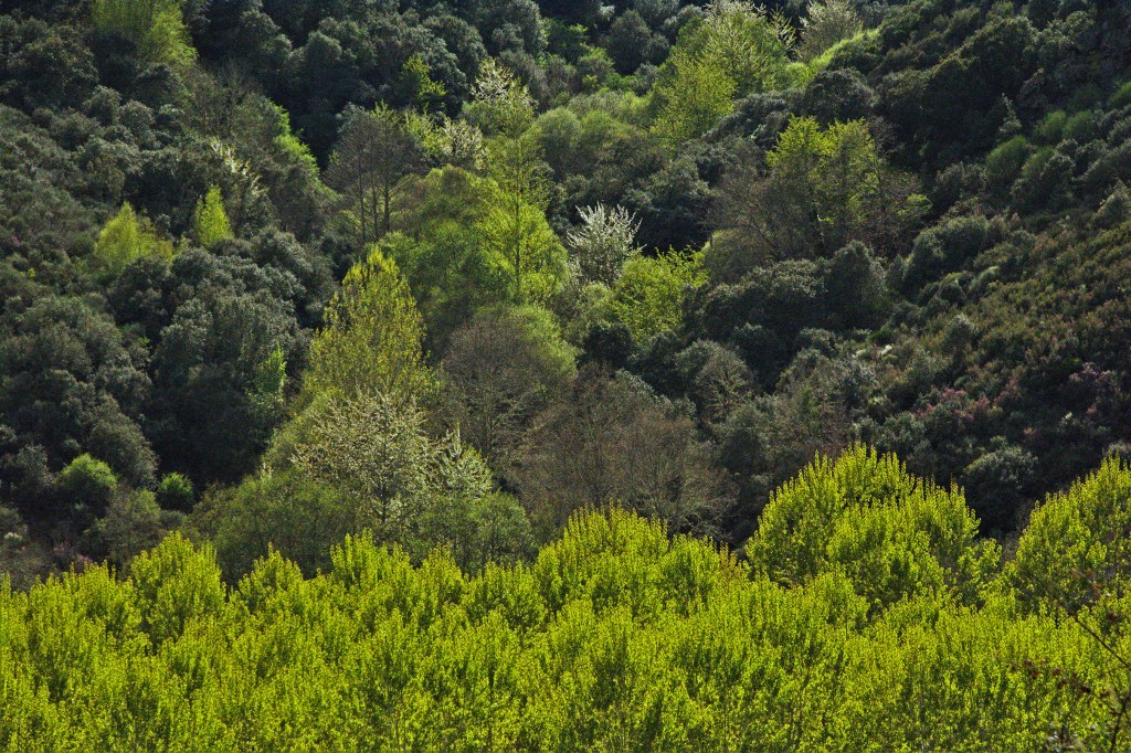 Primavera en las montañas de San Vicente, Arganza, El Bierzo, León, Castilla y León, España.