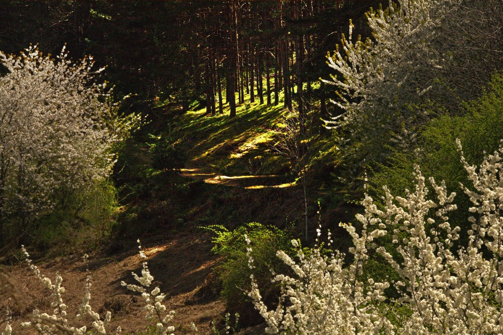 Camino de Albaredos, Barjas, El Bierzo, León, Castilla y León, España.