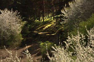 Camino de Albaredos, Barjas, El Bierzo, León, Castilla y León, España.