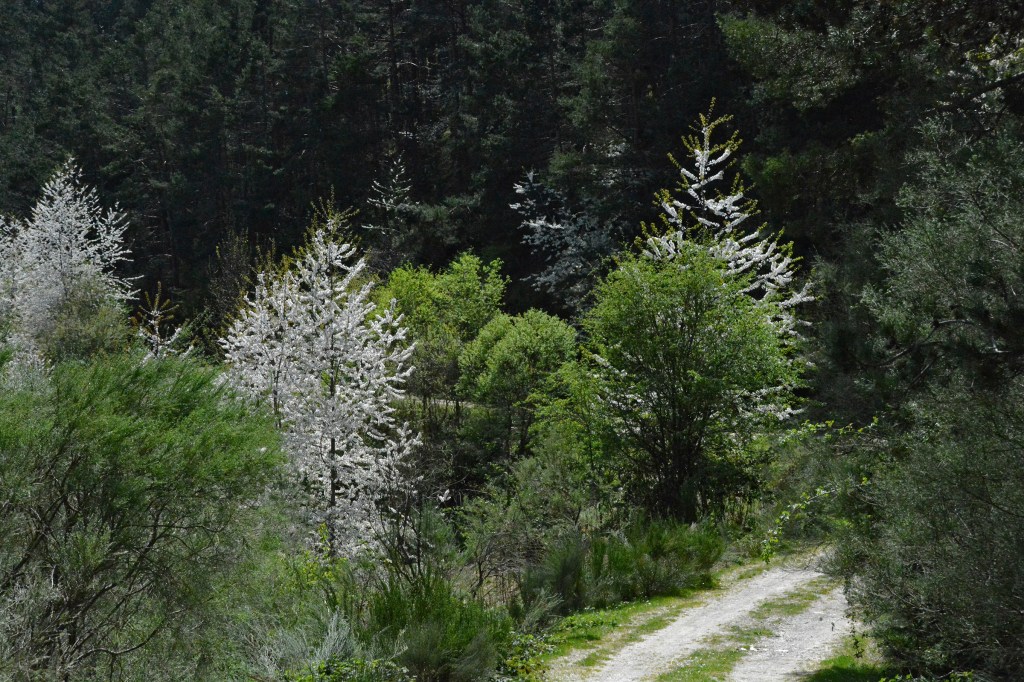 Cerezos silvestres en tierras de Barjas, El Bierzo, León, Castilla y León, España.