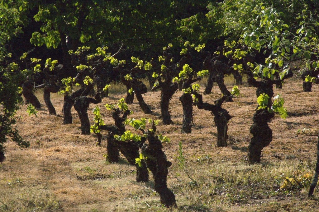 Viñedo familiar en Pieros, Cacabelos, El Bierzo, León, Castilla y León, España.
