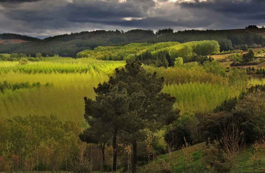 Vista desde el bosque didáctico de José Luis Prada Méndez, en las inmediaciones de Arganza, El Bierzo, León, Castilla y León, España.