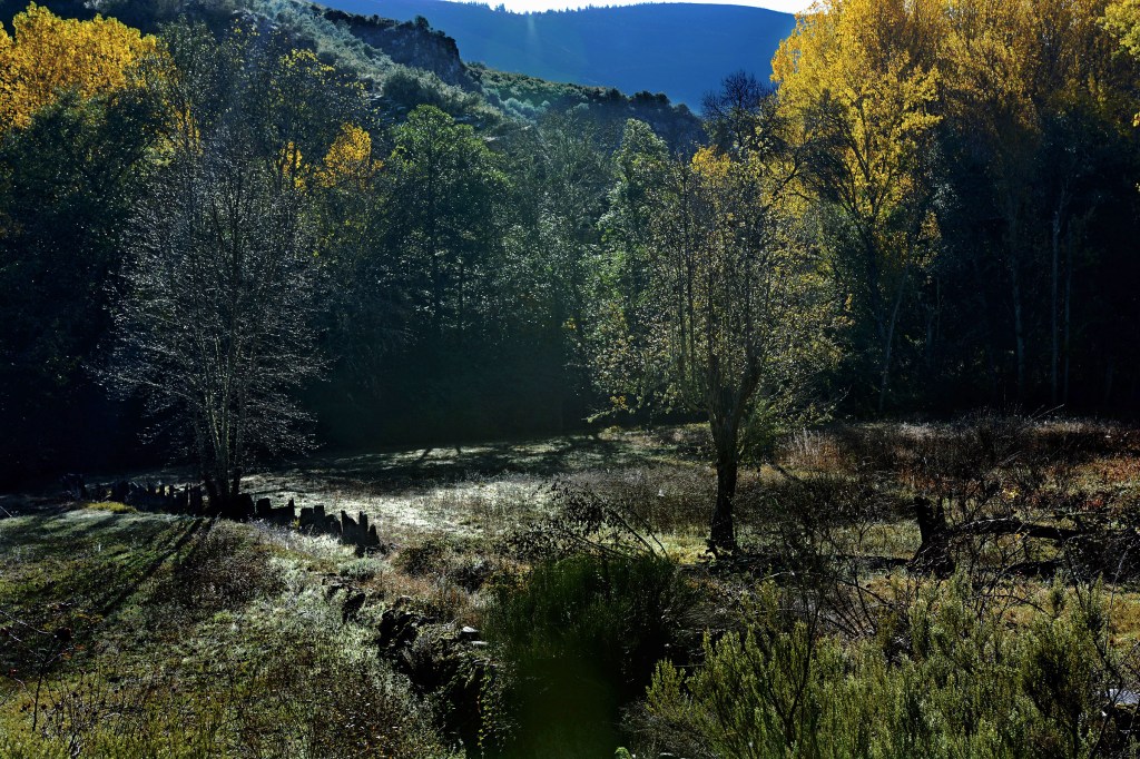 El hielo de una helada tardía transforma el paisaje primaveral como puede observarse en Los Puliñeiros, Villabuena, Cacabelos, El Bierzo, León, Castilla y León, España.