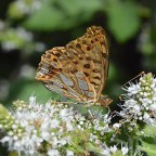 SERIE : BAJO OTRA MIRADA (I) – Primavera (2)