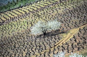 Un viejo cerezo marcando la diferencia entre las vides, Cacabelos, El Bierzo, León, Castilla y León, España.