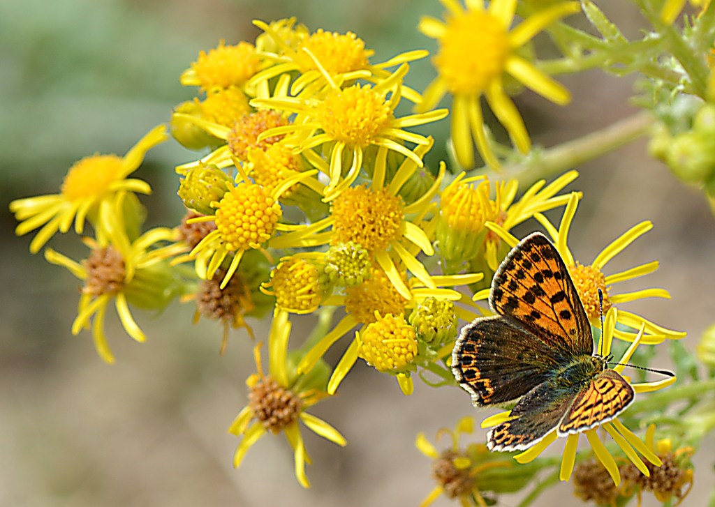 Mariposa y flores amarillas en Campo del Agua, Villafranca del Bierzo, El Bierzo, Ancares, León, Castilla y León, España.