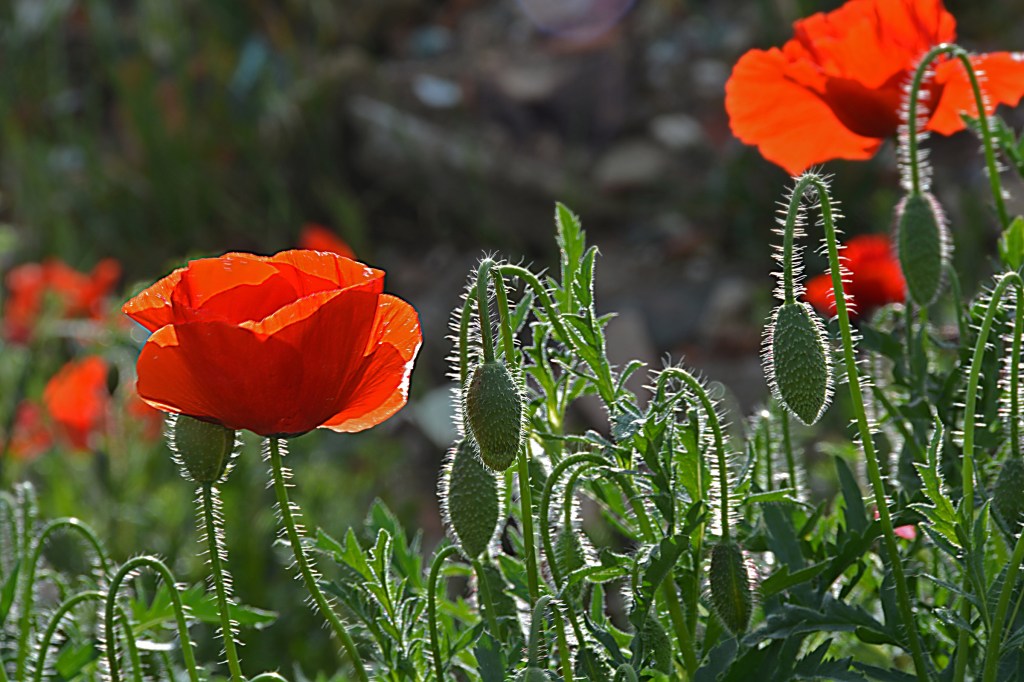 Amapolas en Cacabelos, El Bierzo, León, Castilla y León, España.