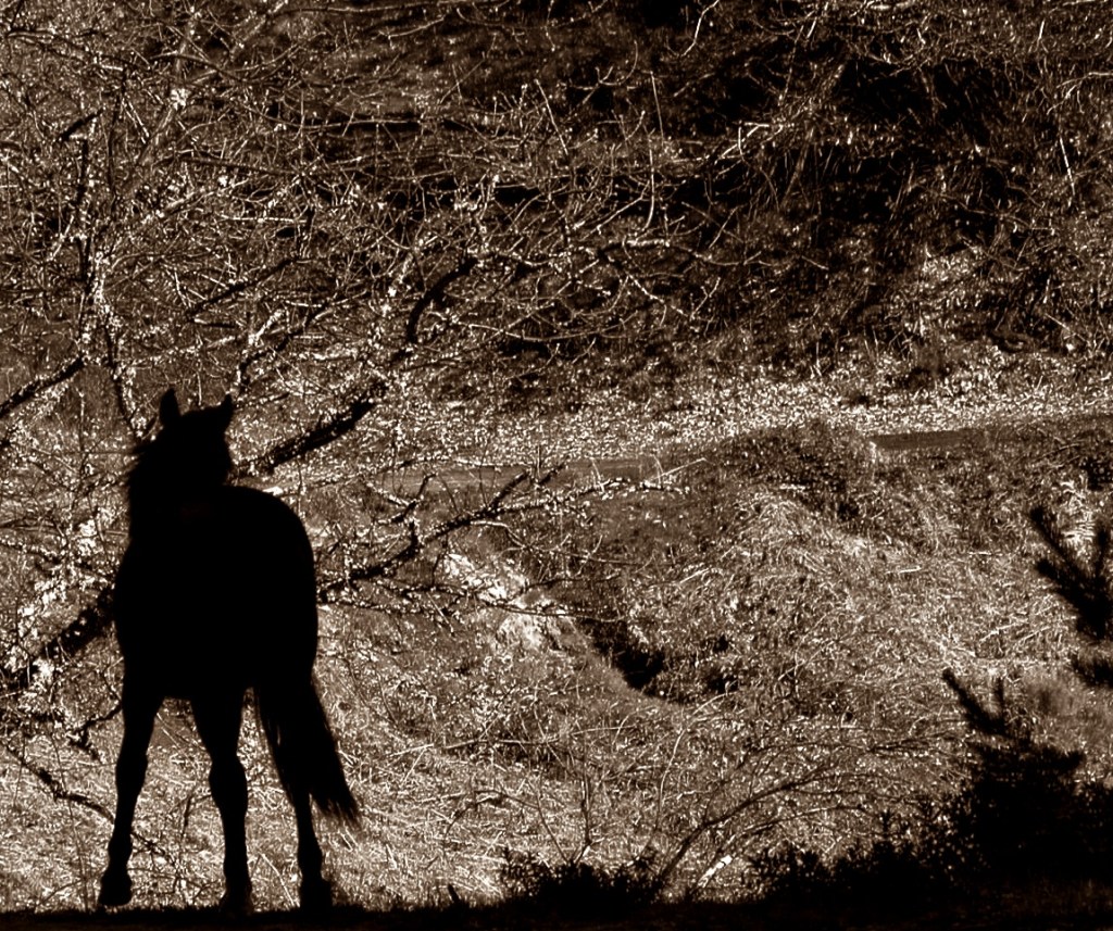 Caballo en Villarbón, Valle de Ancares, Ancares, El Bierzo, León, Castilla y León, España.