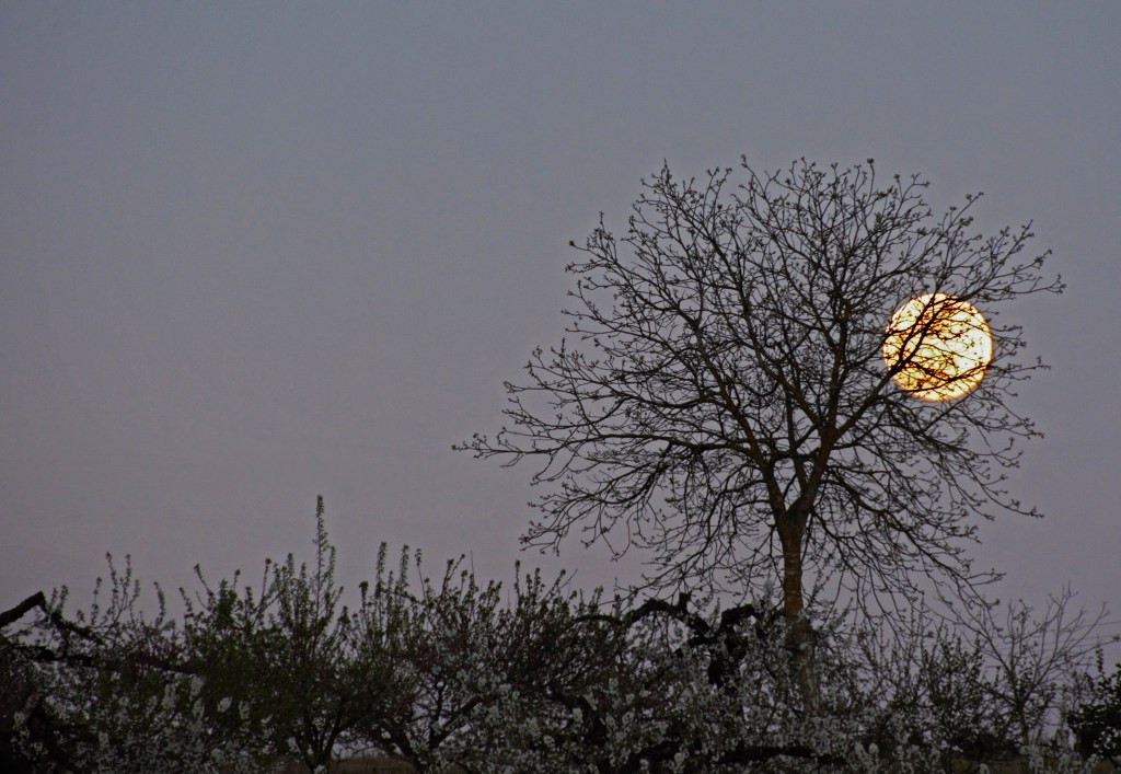 Imagen captada en Cacabelos, El Bierzo, León, Castilla y León, España.
