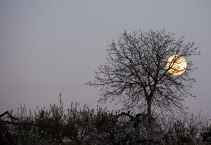 Imagen captada en Cacabelos, El Bierzo, León, Castilla y León, España.