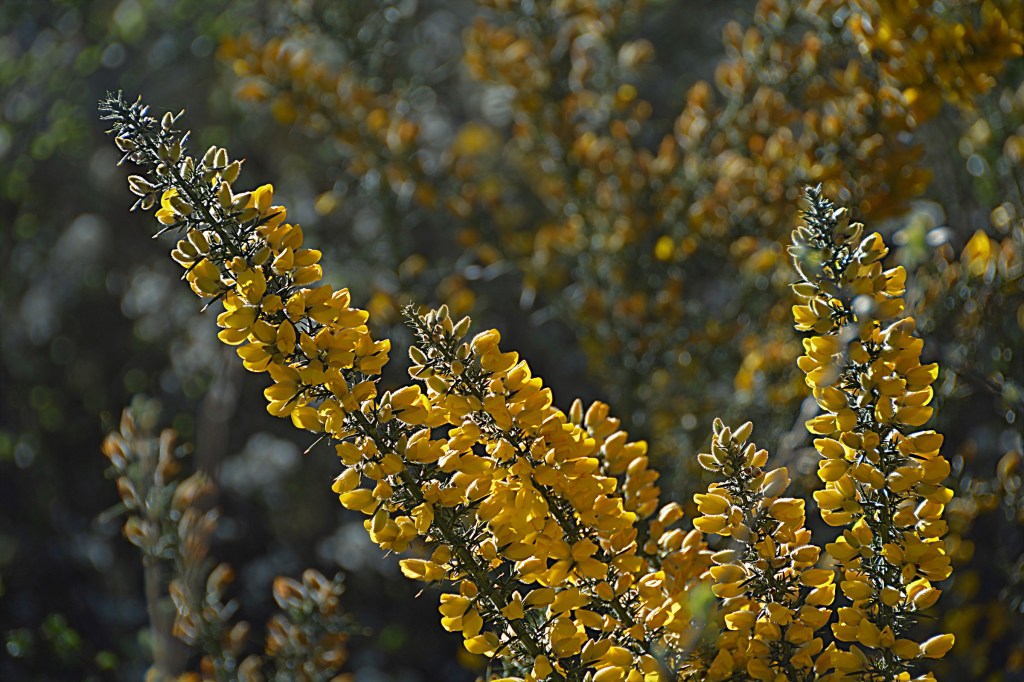 Flores amarillas de tojo en la Sierra de Ancares, León, Castilla y León, España.