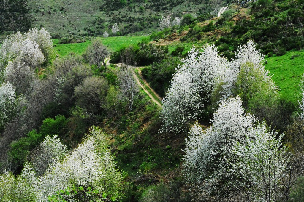Camino de tierra y cerezos de semilla en las inmediaciones del Barjas, El Bierzo, León, Castilla y León, España.