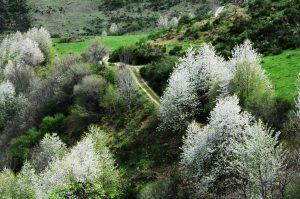 Camino de tierra y cerezos de semilla en las inmediaciones del Barjas, El Bierzo, León, Castilla y León, España.