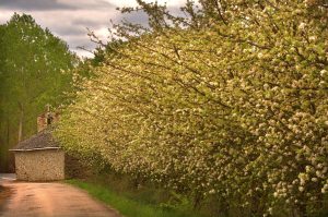Frutales y Ermita de San Clemente en su barrio bajo, Cacabelos, El Bierzo, León, Castilla y León, España.