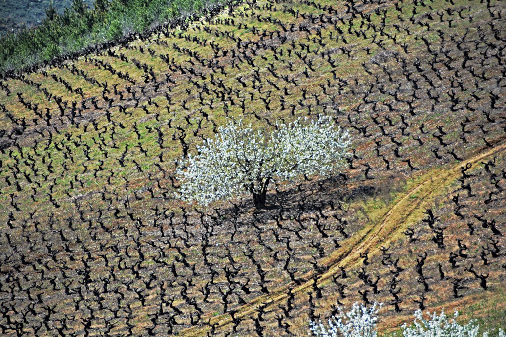 Viejo cerezo marcando la diferencia entre las vides, Cacabelos, El Bierzo, León, Castilla y León, España.