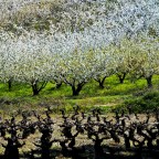 SERIE : BAJO OTRA MIRADA (I) – Primavera (11)