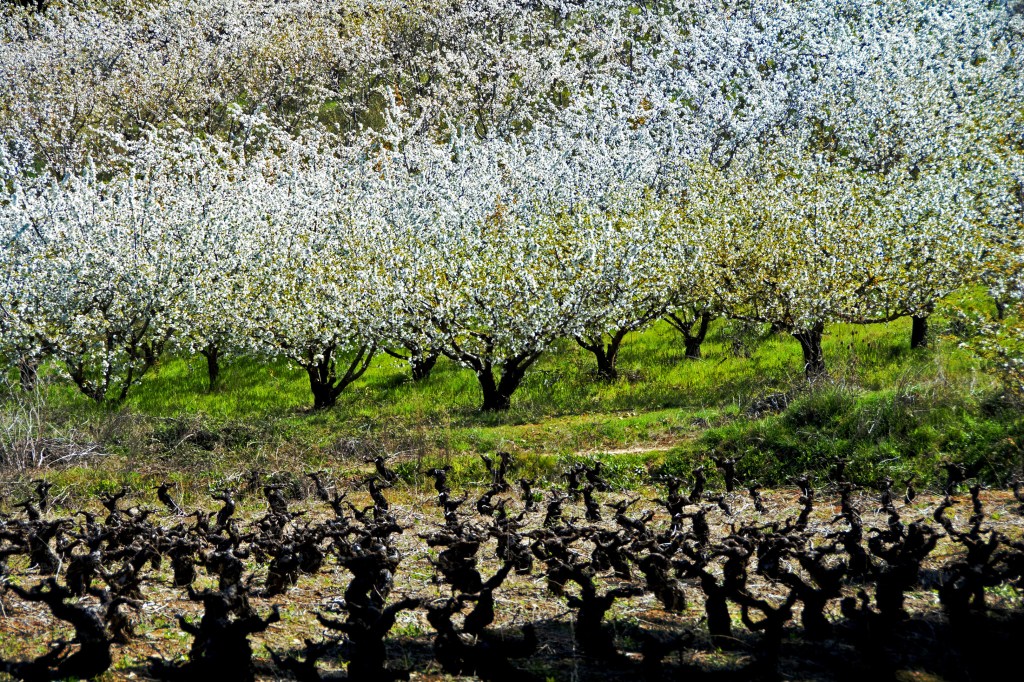 Efervescencia primaveral en las cercanías de Cacabelos, El Bierzo, León, Castilla y León, España.