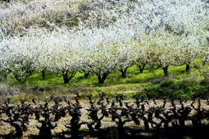 Efervescencia primaveral en las cercanías de Cacabelos, El Bierzo, León, Castilla y León, España.