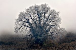 Castaño entre la niebla en Cacabelos, El Bierzo, León, Castilla y León, España.