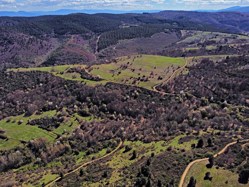 Arboridiversidad natural en el entorno de Paradiña, Villafranca del Bierzo, El Bierzo, León, Castilla y León, España.