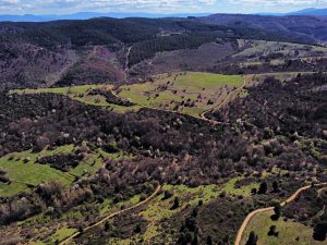 Arboridiversidad natural en el entorno de Paradiña, Villafranca del Bierzo, El Bierzo, León, Castilla y León, España.